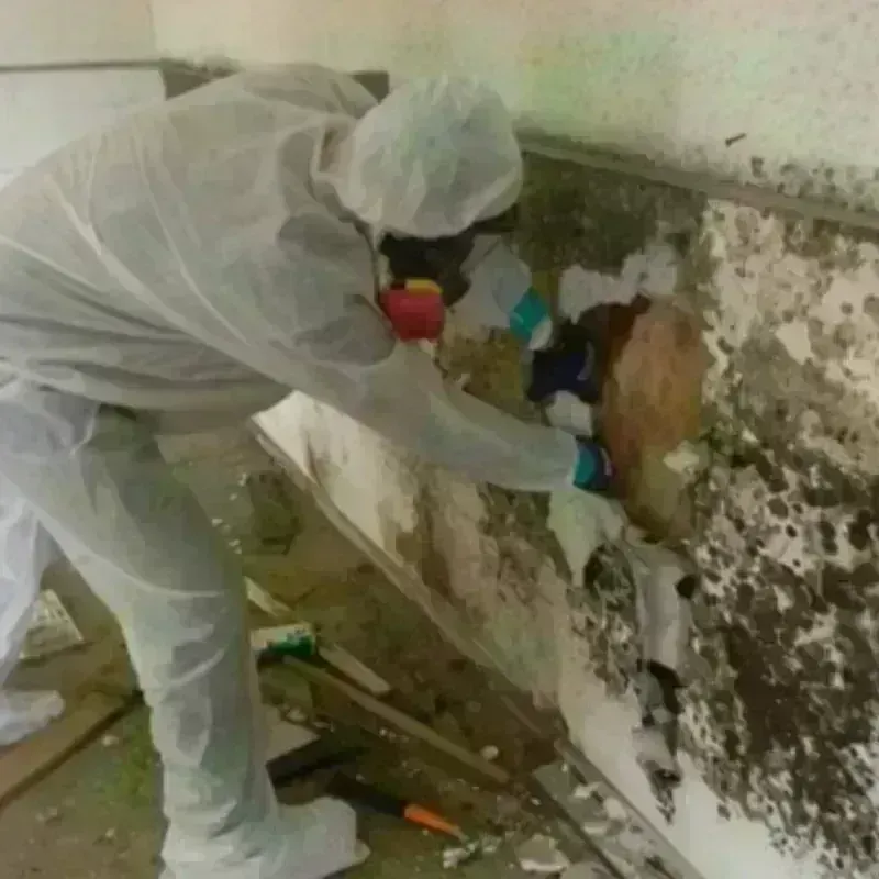 Mold Remediation and Removal in Walla Walla East, WA